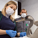 Ormanya'da sakarya’dan getirilen turna tedavi altında.