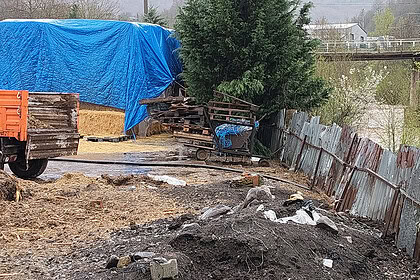 Gölcük’te Asar Deresi’ni Kirleten İşletmelere Ceza: Hayvansal Atık Döken 2 Çiftlik Yakalandı
