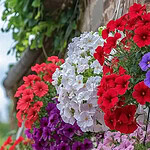 Nisan Ayında Hangi Çiçek Ekilir? En Popüler 10 Bahar Çiçeği