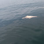 Karamürsel Açıklarında Üzücü Görüntü: İzmit Körfezi'nde Ölü Yunus Kıyıya Vurdu