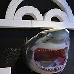 30 Farklı Akvaryum, 70 Çeşit Canlı! Kocaeli’de Su Altı Dünya Turu Başlıyor!