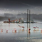 İzmit Körfezi’nde Deniz Ekosistemi Canlandı
