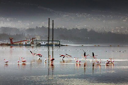 İzmit Körfezi’nde Deniz Ekosistemi Canlandı