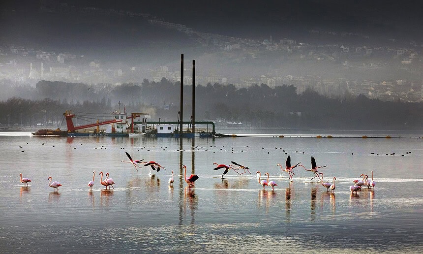 İzmit Körfezi’nde Deniz Ekosistemi Canlandı