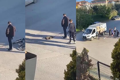 Gölcük'te Çocuklar Yaralı Kedinin Üzerini Örtüp, Başında Nöbet Tuttu