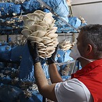 Protein Deposu İstiridye Mantarı Halkla Buluşuyor: İzmit’te Uygun Fiyatlı Hasat Dönemi