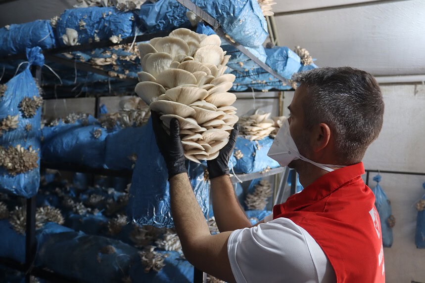 Protein Deposu İstiridye Mantarı Halkla Buluşuyor: İzmit’te Uygun Fiyatlı Hasat Dönemi