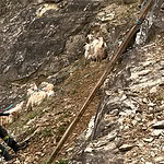 Nefes Kesen Kurtarma! Sarp Kayalıklarda Mahsur Kalan Keçiler İtfaiye Tarafından Kurtarıldı