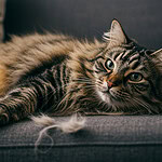 Kedilerin Tüy Dökme Mevsimi Ne Zaman Biter? Kediler En Çok Hangi Ay Tüy Döker?