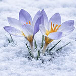 Dünyada Sadece Kartepe’de Yetişiyor: Nadide "Keltepe Çiğdemi" Turizm Haftası’nda Görücüye Çıktı!