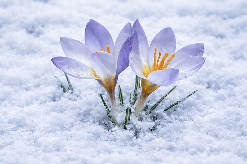 Dünyada Sadece Kartepe’de Yetişiyor: Nadide "Keltepe Çiğdemi" Turizm Haftası’nda Görücüye Çıktı!