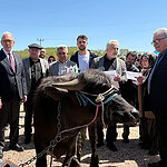 Kocaeli’de Manda Üretimine 3,4 Milyon TL’lik Dev Destek: Damızlık Boğalar Kura ile Dağıtıldı!