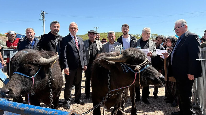 Kocaeli’de Manda Üretimine 3,4 Milyon TL’lik Dev Destek: Damızlık Boğalar Kura ile Dağıtıldı!