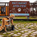 Kocaeli Sokak Hayvanları Geçici Bakımevi Nerede? Kocaeli Sokak Hayvanları Yardım Hattı