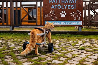 Kocaeli Sokak Hayvanları Geçici Bakımevi Nerede? Kocaeli Sokak Hayvanları Yardım Hattı