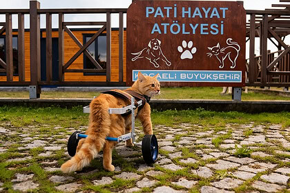 Kocaeli Sokak Hayvanları Geçici Bakımevi Nerede? Kocaeli Sokak Hayvanları Yardım Hattı