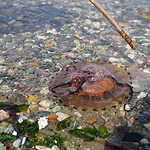 İzmit Körfezi’nde Pusula Denizanası Alarmı: SAKIN DOKUNMA!