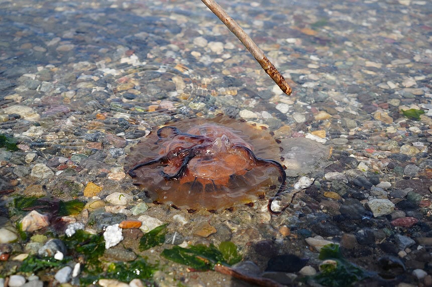 İzmit Körfezi’nde Pusula Denizanası Alarmı: SAKIN DOKUNMA!