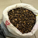 Nesli Tehlikedeki Çiçekleri Kopardı, Servetinden Oldu: 699 Bin 245 TL Ceza!