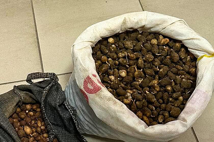 Nesli Tehlikedeki Çiçekleri Kopardı, Servetinden Oldu: 699 Bin 245 TL Ceza!