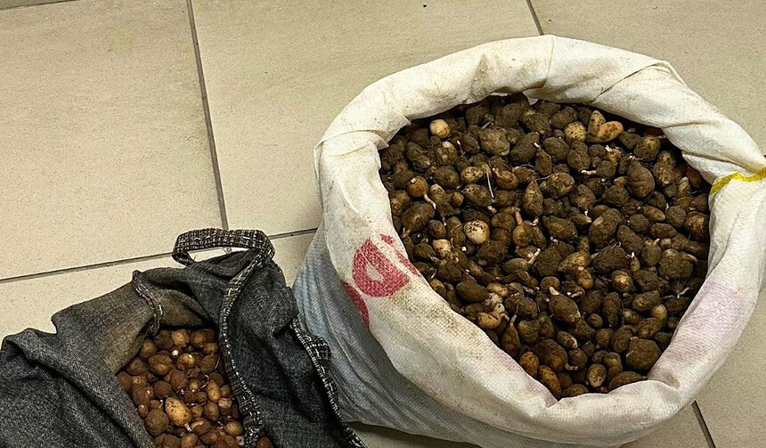 Nesli Tehlikedeki Çiçekleri Kopardı, Servetinden Oldu: 699 Bin 245 TL Ceza!