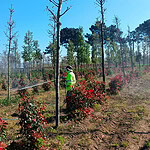 Bahar Geldi Seferberlik Başladı: Kocaeli'de Fidanlar Emin Ellerde