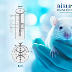Biruni Üniversitesi'nden Deney Hayvanı Sabitleme Cihazına Patent