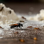 Evdeki Böceklerin Gitmesi İçin Ne Yapmalı?