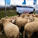 Kocaeli Büyükşehir’den Hayvancılığa Dev Destek: 392 Damızlık Koç Üreticiye Teslim Edildi