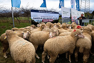 Kocaeli Büyükşehir’den Hayvancılığa Dev Destek: 392 Damızlık Koç Üreticiye Teslim Edildi