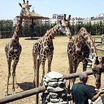 Darıca Hayvanat Bahçesi Neden Kapandı? Darıca Hayvanat Bahçesi Yerine Ne Yapılacak?