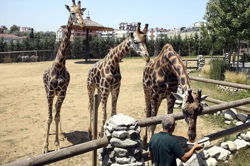 Darıca Hayvanat Bahçesi Neden Kapandı? Darıca Hayvanat Bahçesi Yerine Ne Yapılacak?