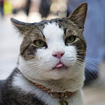 İzmit Kedisi Prens Tam 10 Kilo: Çarşının Gözdesi Oldu