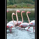 Kocaeli Kuş Gözlem Noktaları: İzmit Körfezi Sulak Alanında Hangi Türler Görülür?