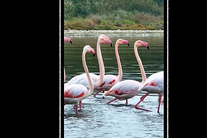 Kocaeli Kuş Gözlem Noktaları: İzmit Körfezi Sulak Alanında Hangi Türler Görülür?