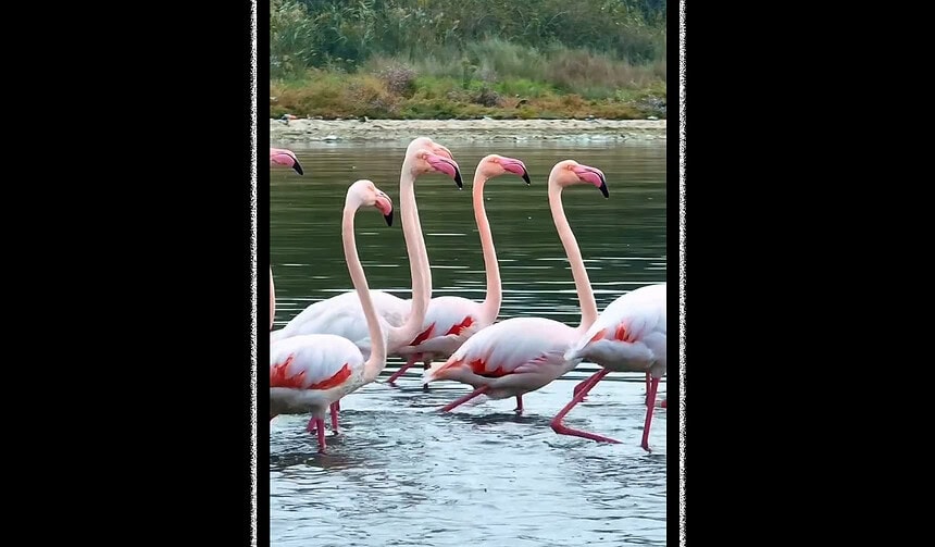 Kocaeli Kuş Gözlem Noktaları: İzmit Körfezi Sulak Alanında Hangi Türler Görülür?