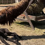 Kocaeli Ormanya'da Yavru Deve Sürprizi: İsim Aranıyor