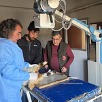 Van Tuşba'da Deprem Enkazından Kurtarılan Yaralı Kuzular Tedavi Altına Alındı