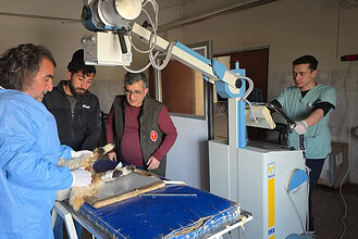 Van Tuşba'da Deprem Enkazından Kurtarılan Yaralı Kuzular Tedavi Altına Alındı