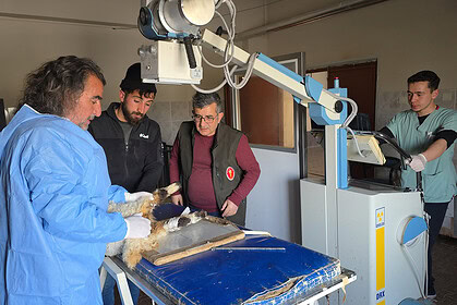 Van Tuşba'da Deprem Enkazından Kurtarılan Yaralı Kuzular Tedavi Altına Alındı
