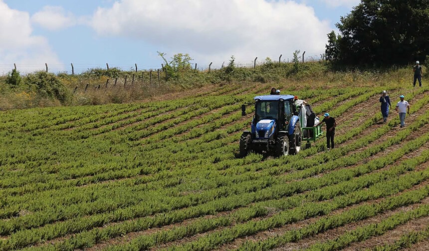 Kocaeli’de Zirai Don Alarmı! Valilik Tarih Vererek Uyardı: Perşembe Gecesine Dikkat