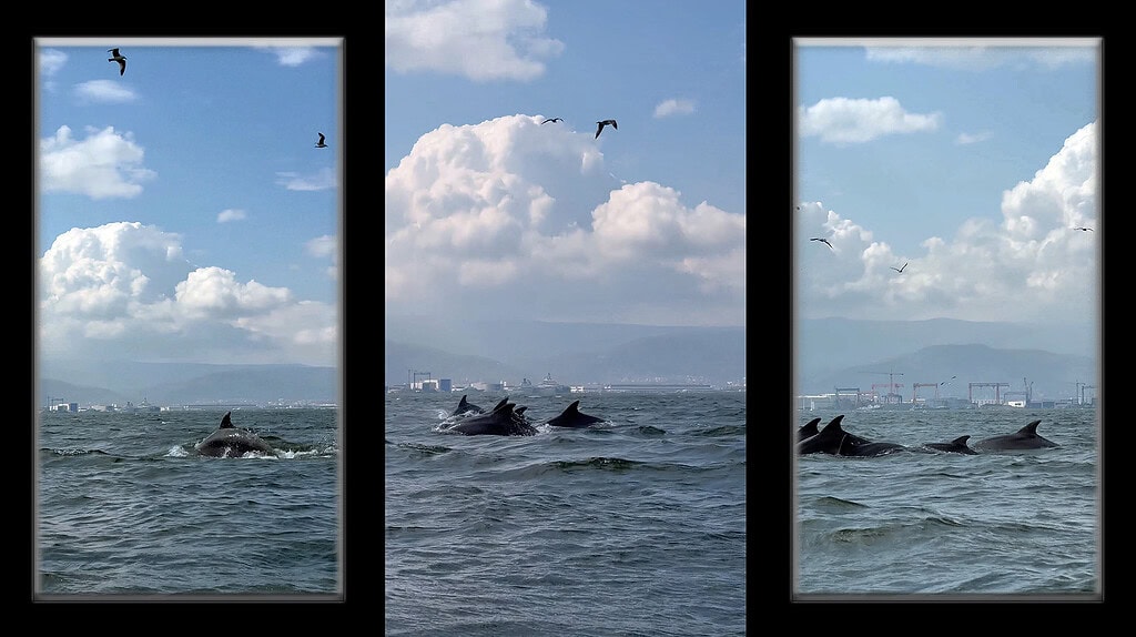 İzmit Körfezi’nde Dip Çamuru Mucizesi: Temizlik Yunusları Geri Getirdi!