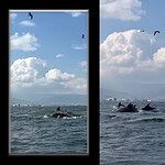 İzmit Körfezi'nde Dip Çamuru Mucizesi: Temizlik Yunusları Geri Getirdi!