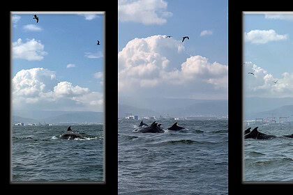 İzmit Körfezi'nde Dip Çamuru Mucizesi: Temizlik Yunusları Geri Getirdi!