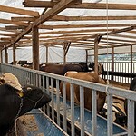İzmit Belediyesi Modern Hayvan Pazarı’nda Kurbanlık Satışları Sürüyor