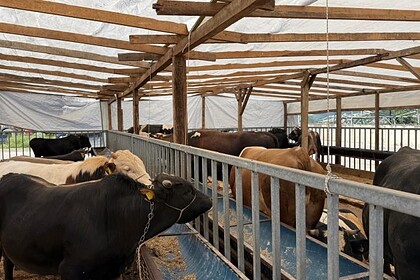 İzmit Belediyesi Modern Hayvan Pazarı’nda Kurbanlık Satışları Sürüyor