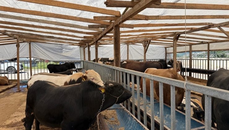 İzmit Belediyesi Modern Hayvan Pazarı’nda Kurbanlık Satışları Sürüyor