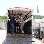 Besiciler İzmit Belediyesi Modern Hayvan Pazarı'nda Yerini Aldı, Satışlar Başladı!