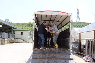 Besiciler İzmit Belediyesi Modern Hayvan Pazarı'nda Yerini Aldı, Satışlar Başladı!