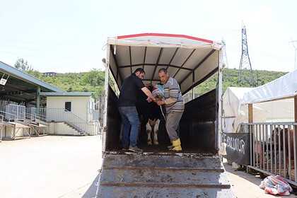 Besiciler İzmit Belediyesi Modern Hayvan Pazarı'nda Yerini Aldı, Satışlar Başladı!